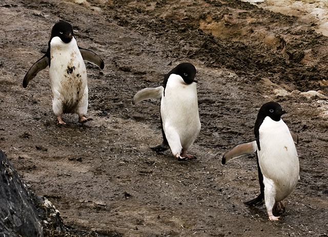 Marching to the Sea,   Kinnes Cove, Antarctic Peninsula