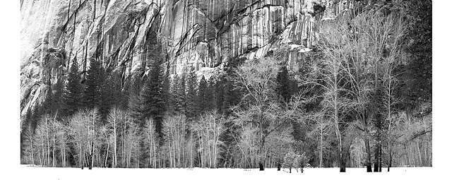 Winter Trees, El Capitan, Yosemite