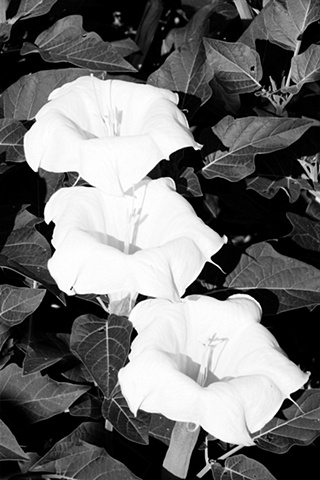 Jimson Weed (Datura), Arches National Park, Utah