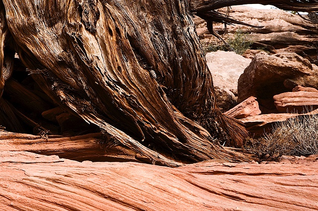 Sandstone and Cedar, Canyonlands NP, Utah