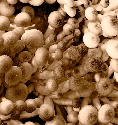 'Shrooms, Farmer's market, London