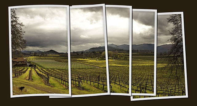 Mustard Vineyards