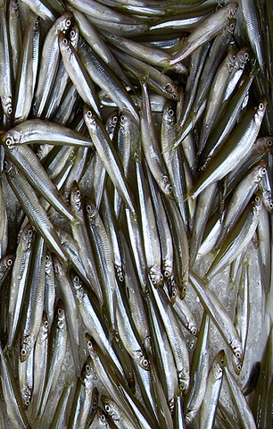 Little fishes  Tsukiji Fish Market, Tokyo