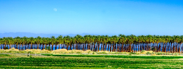 Palm Line, Indio, California