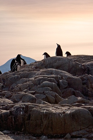 Gentoo Penguins  Port Lockroy, Antarctic Peninsula