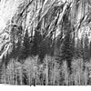 Winter Trees, El Capitan, Yosemite