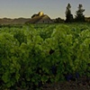 Usabelli Ranch at Dawn, Rutherford, California