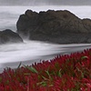 Iceplant, Fort Bragg, California