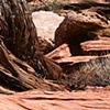 Sandstone and Cedar, Canyonlands NP, Utah