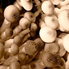 'Shrooms, Farmer's market, London