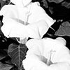 Jimson Weed (Datura), Arches National Park, Utah