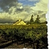 Usabelli Ranch, Rutherford, California