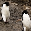 Marching to the Sea,   Kinnes Cove, Antarctic Peninsula