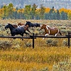 Out for a Run, Grand Tetons, Wyoming