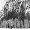 Winter Trees, El Capitan, Yosemite