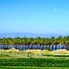 Palm Line, Indio, California