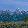 Mormon Row Morning, Grand Tetons, Wyoming