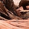 Sandstone and Cedar, Canyonlands NP, Utah