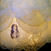 Untitled (work in progress): detail