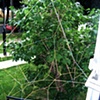 Rubber Rhizome II