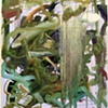 LALC 10