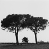 Paestum Trees