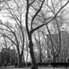 Coffey Park Red Hook Houses