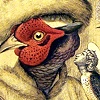 The Falconer