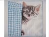 GREY CAT & BLANKET