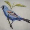 BLUE BIRD 