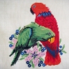 RED & GREEN PARROT