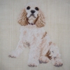 COCKER SPANIEL