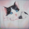 BLACK & WHITE CAT
