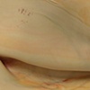 Desert Detail