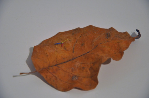 Untitled (leaf)