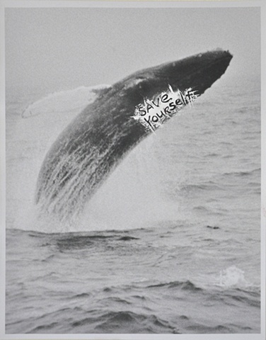 Whale, Provincetown