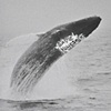 Whale, Provincetown