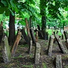 Old Jewish Cemetery