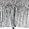 The Woods