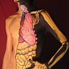 Organs