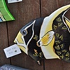 Black and Gold Reef Fish