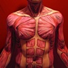 Muscular System