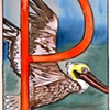 P is for Pelican