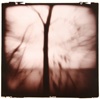 Darkroom Printed Holga Landscapes and Animals 