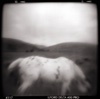 Digitally Printed Holga Landscapes and Animals.