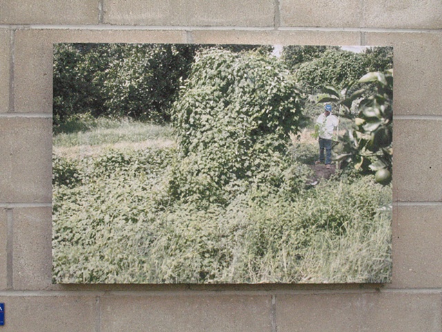 Palmer