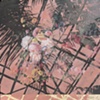 Still Life, Hothouse