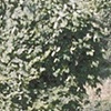 Palmer