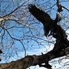 Roost, detail