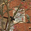 Roost, detail